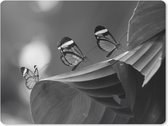 Muismat XXL - Bureau onderlegger - Bureau mat - Doorzichtige vlinder op een blad in Costa Rica in zwart wit - 80x60 cm - XXL muismat