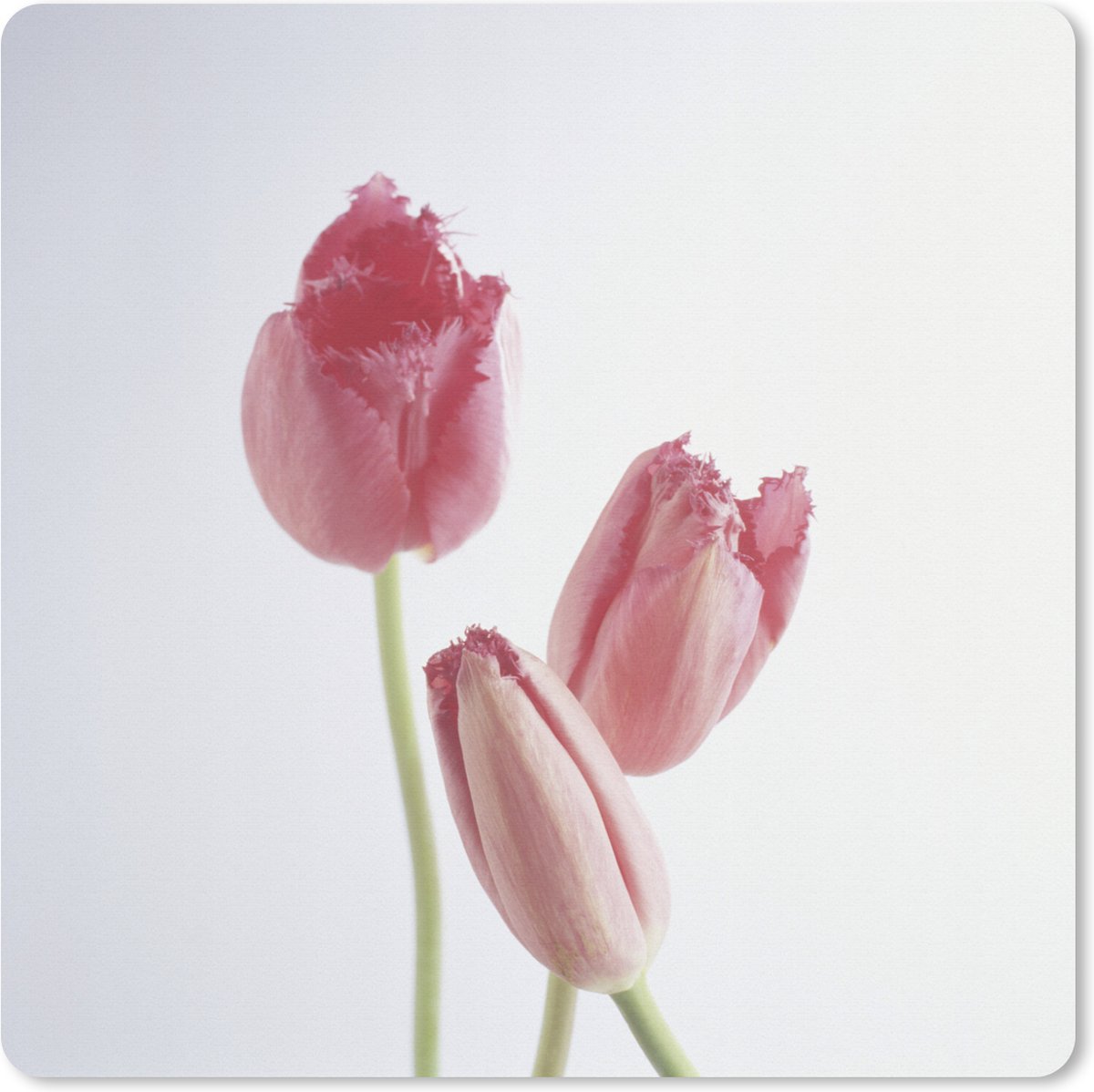 Muismat XXL 40x40 cm - Bureau onderlegger - Bureau mat Drie roze tulpen - Bureaumat - Gaming mousepad xl - Bureaulegger groot - Computer deskmat
