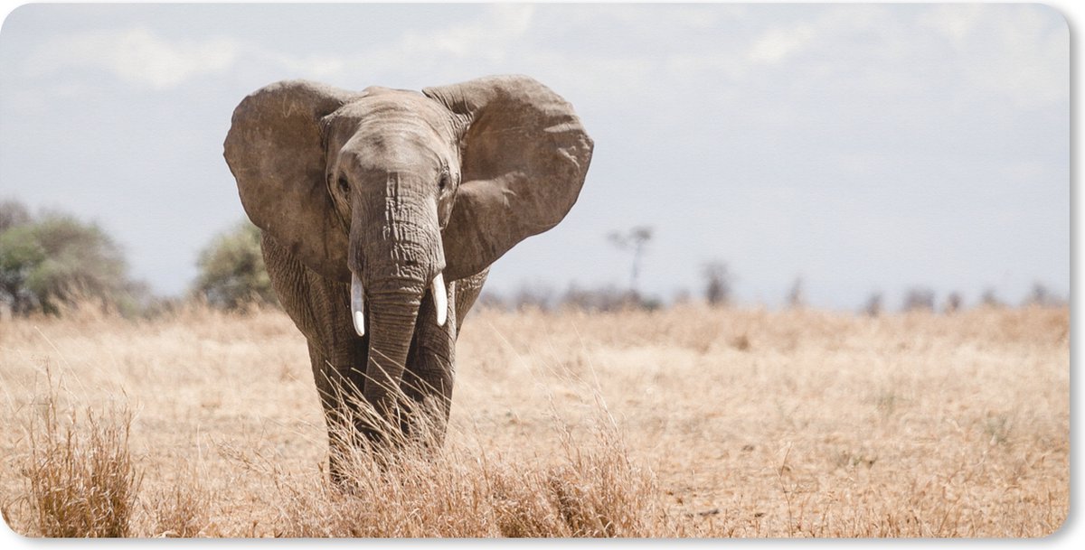 Muismat XXL 80x40 cm - Bureau onderlegger - Bureau mat Olifant - Natuur - Dieren - Portret - Bureaumat - Gaming mousepad xl - Bureaulegger groot - Computer deskmat