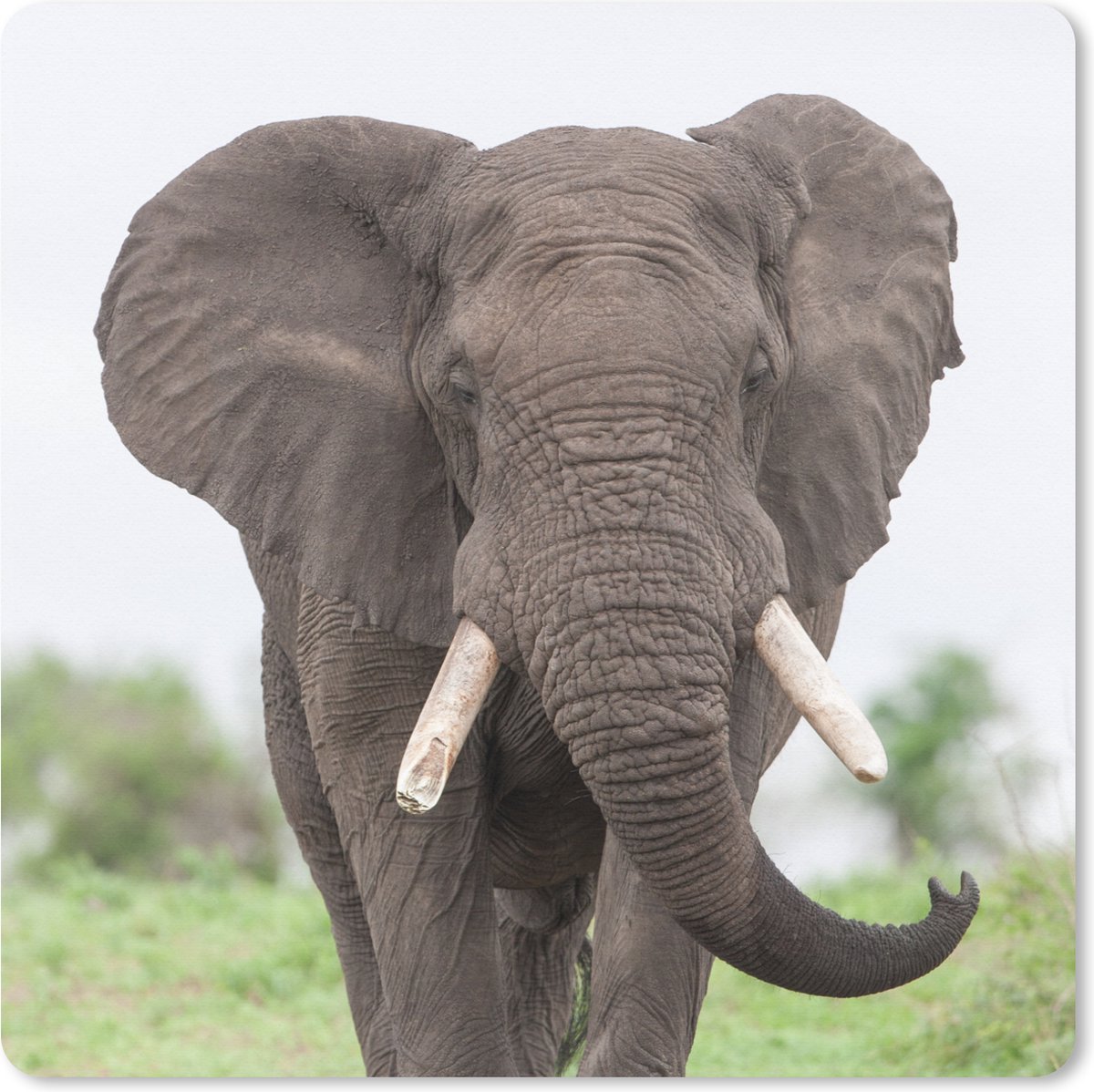 Muismat XXL 40x40 cm - Bureau onderlegger - Bureau mat Olifant - Dieren - Gras - Natuur - Bureaumat - Gaming mousepad xl - Bureaulegger groot - Computer deskmat