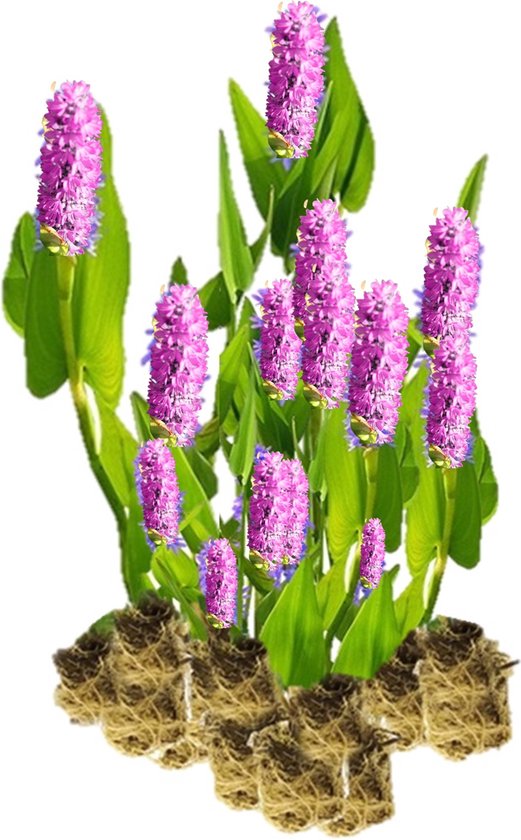 vdvelde.com - Snoekkruid Roze - 15 stuks - Losse Pluggen - Pontederia Cordata Pink Pons - 15 waterplanten voor 1 m² - Volgroeide hoogte: 80 cm - Plaatsing: -1 tot -20 cm