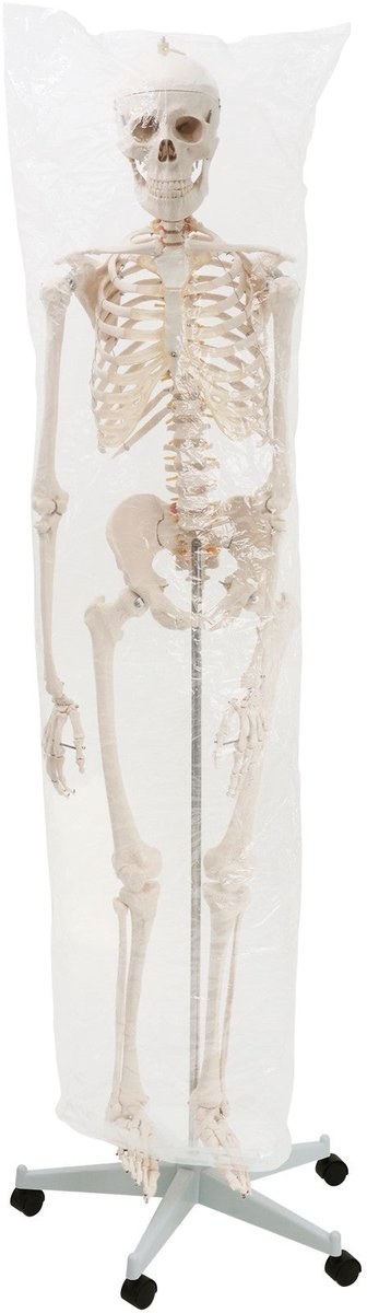 Lot De 2 Squelettes Halloween Grandeur Nature 165cm - Décoration Effrayante