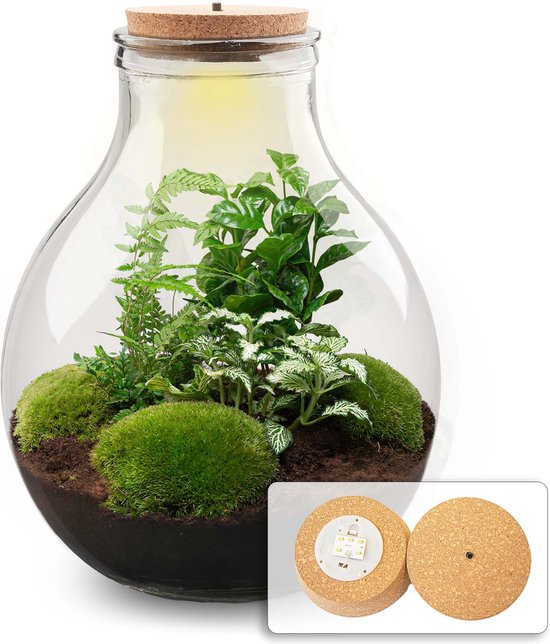 BEBEMOKO Lot De 2 Bouteilles En Verre Pour Terrarium – Mini Paysage Mousse, Plantes Grasses & Micro-Jardin DIY