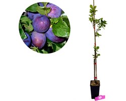 Prunus Domestica 'President', Pruimenboom, 1,5 Liter pot