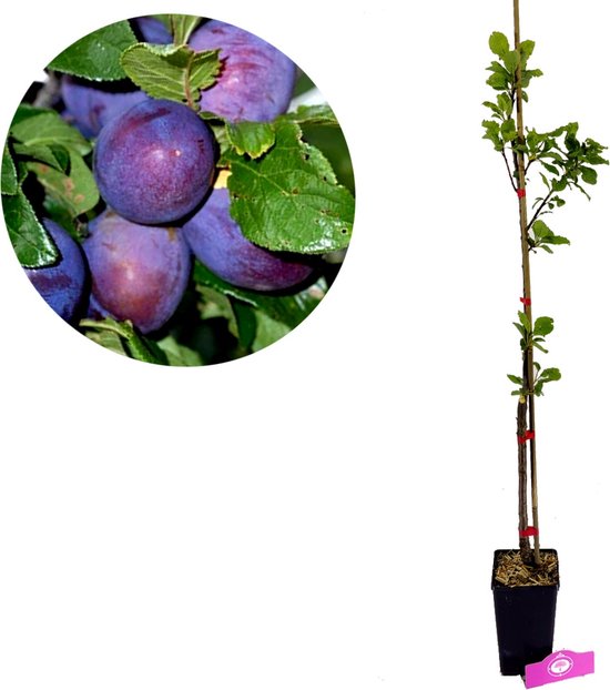 Plantenbak met een pruimenboom met paarse pruimen en groene bladeren. Een close-up toont rijpe, paarse pruimen aan een tak.