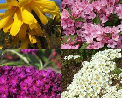 Plants Online - Haagplanten - Hoge bloeiende haag 1 - Pot 30-60 cm - set van 1 - Bladverliezend - Bloeiende plant - Groeit breed uit - Informele haag