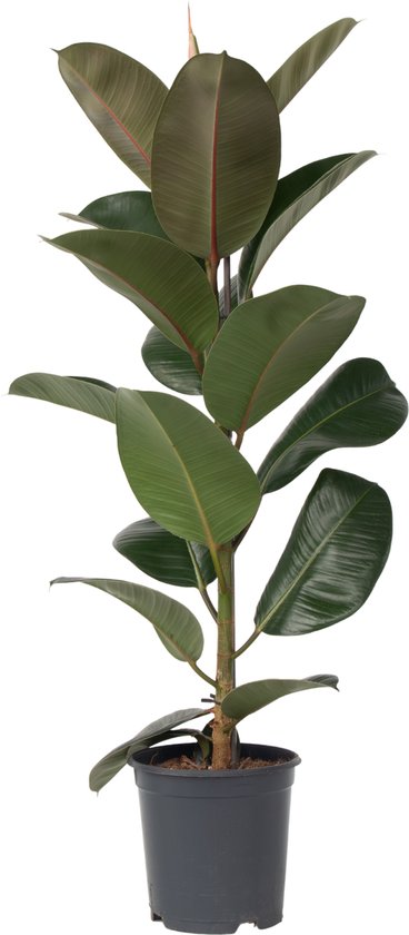 Plant in a Box - Ficus Robusta XXL - "Rubber Plant" purificateur d'air - Plante d'intérieur - Hauteur ↕ 100-120cm - Pot ⌀ 24cm