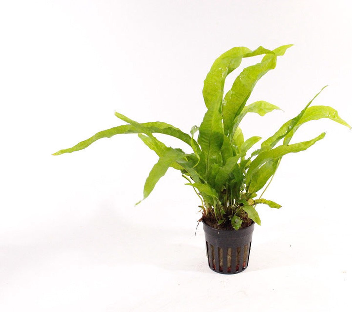 Aquaflora Microsorum Pteropus Latifolia | Javavaren | in 5 cm pot