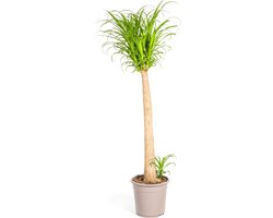 Plantenboetiek.nl | Beaucarnea Recurvata Stam - Ø27cm - 110-130cm hoog - Kamerplant - Groenblijvend