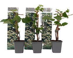 Plant in a Box - Set van 3 Hydrangea 'Petiolaris’ - Klimhortensia - Pot 9cm - Hoogte 25-40cm
