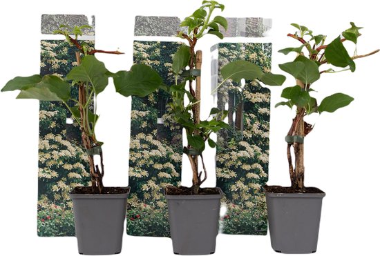 Plant in a Box - Lot de 3 Hydrangea 'Petiolaris' - Hortensia grimpant - Pot ⌀ 9cm - Hauteur ↕ 25-40cm