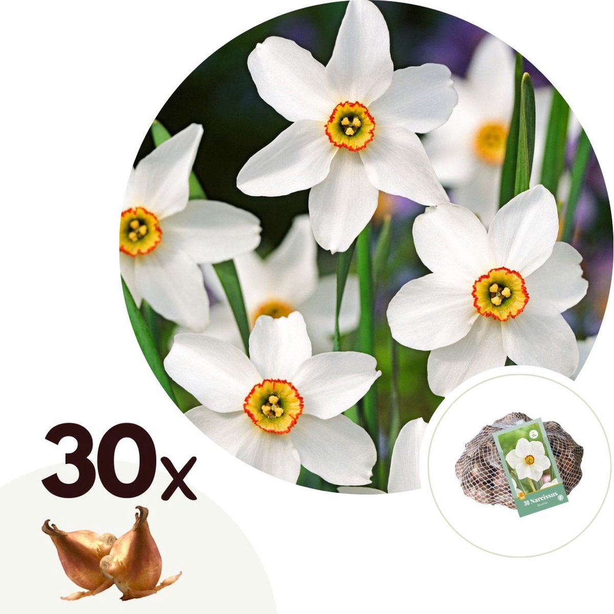 Plant in a Box - Narcissus Recurvus x30 - Narcisbollen - Meerjarige winterharde bloembollen voor in de tuin, terras of balkon