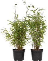 Plant in a Box - Fargesia nitida 'Red Dragon' - Set van 2 - Niet woekerende bamboe met rode stelen - Winterhard en groenblijvend - Pot 17cm - Hoogte 60-80cm