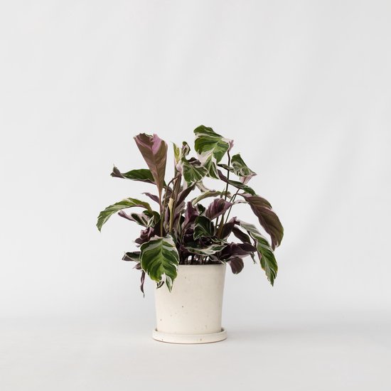 Calathea Fusion White in een witte pot, met groene, witte en paarse bladeren.