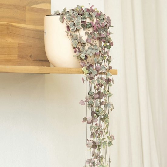Senecio herta-plant met hartvormige bladeren in een crèmekleurige pot op een houten plank.
