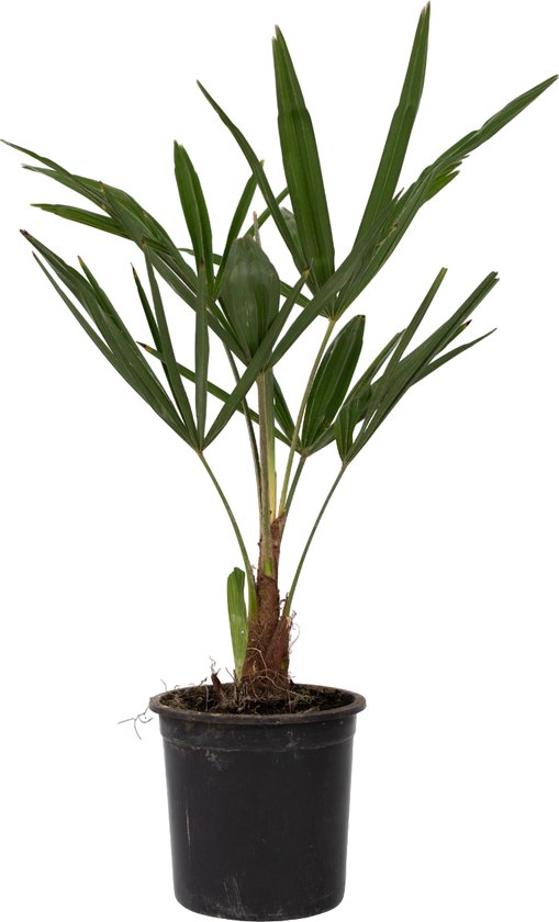 Groene palmplant met lange bladeren in een zwarte pot.