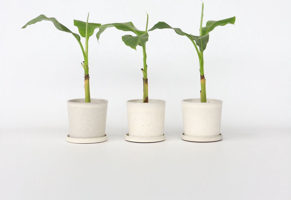 Plant In A Box – Musa Basjoo Winterharde Banaan – Set Van 3 – 25-40 Cm Hoog, 9 Cm Pot – Geschikt Voor Volle Grond Of Kuip