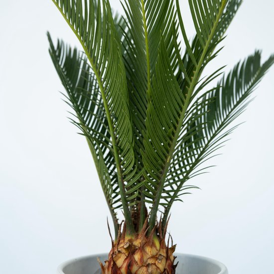 Close-up van de groene, puntige bladeren van een Cycas Revoluta in een witte pot.
