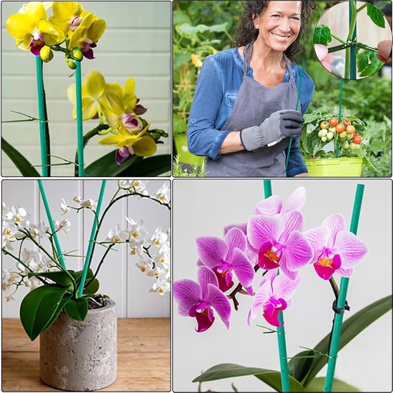 Plantensteunen met ringen - Plantenstok 31 cm - Plantenbinders - Orchideeënstangen