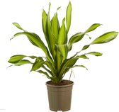 Kamerplant van Botanicly – Drakenboom – Hoogte: 100 cm – Dracaena fragr. Charley