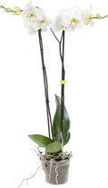 Orchidee van Botanicly – Vlinder orchidee wit – Hoogte: 100 cm, 2 takken, witte bloemen – Phalaenopsis Grandiflora