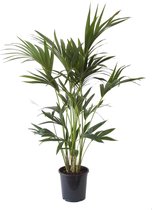 Kamerplant van Botanicly – Kentiapalm – Hoogte: 110 cm – Howea Forsteriana