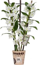 Orchidee van Botanicly – Bamboe Orchidee – Hoogte: 50 cm, 2 takken, witte bloemen – Dendrobium Nobile Apollon