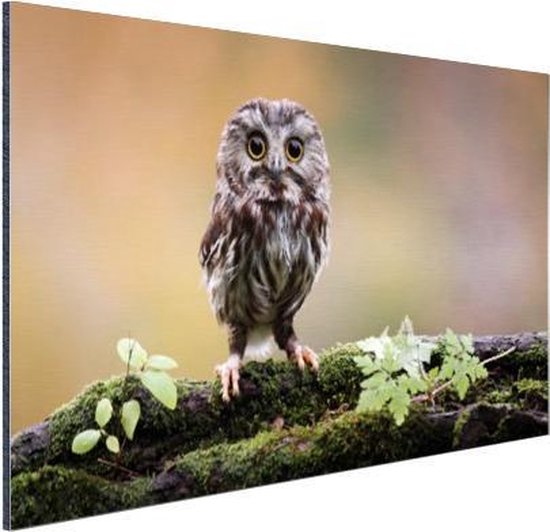 Petit hibou Aluminium 90x60 cm - Tirage photo sur aluminium (décoration murale en métal)