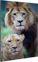 Lion et Lionne Aluminium 80x120 cm - Tirage photo sur Aluminium (décoration murale métal)
