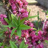 Daphne Mezereum 'Rubra' - Peperboompje - 30-40 cm in pot: Struik met geurende roze bloemen in het vroege voorjaar gevolgd door rode bessen.