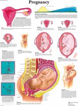 Het menselijk lichaam poster - Zwangerschap (gelamineerd, 50x67 cm) + ophangsysteem