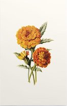 Goudsbloem (Marigold Whie) - Foto op Forex - 30 x 45 cm