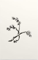 Ulmus Minor zwart-wit (Cornish Elm) - Foto op Forex - 40 x 60 cm