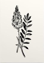 Esparcette zwart-wit (Sainfoin) - Foto op Posterpapier - 42 x 59.4 cm (A2)