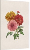 Chrysanten Aquarel (Chrysanthemum) - Foto op Canvas - 40 x 60 cm