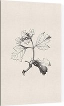 Gelderse Roos zwart-wit (Guelder Rose) - Foto op Canvas - 60 x 90 cm