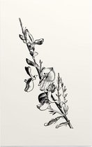 Genisteae zwart-wit (Broom) - Foto op Forex - 80 x 120 cm