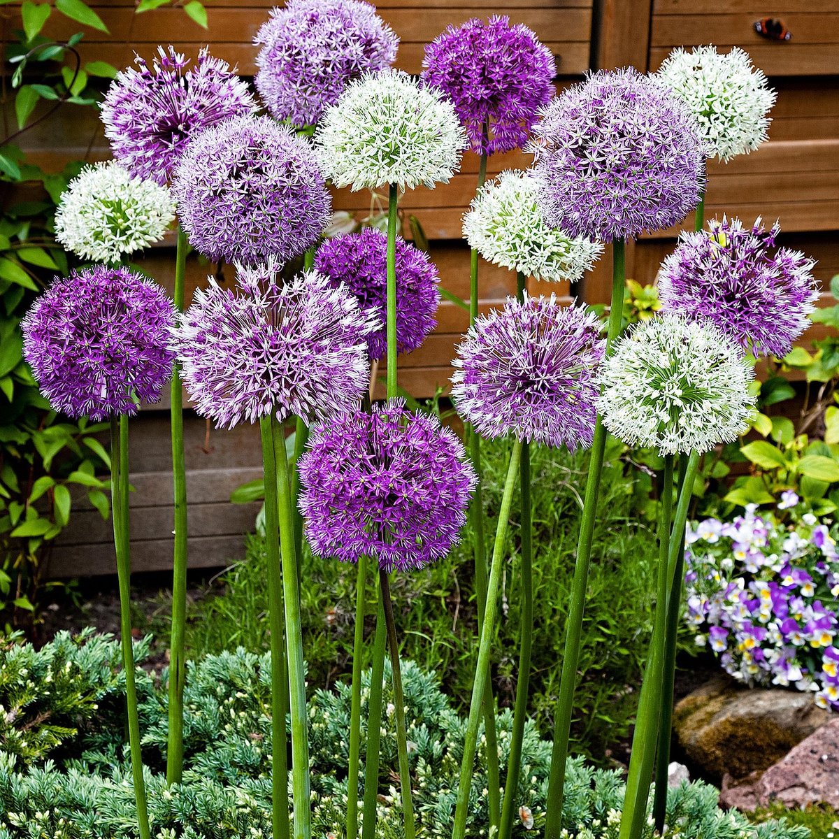 Allium Stipitatum Fantasia Sierui Mix Stuks Paars Wit