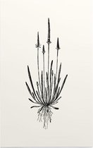 Myosurus Minimus zwart-wit (Mouse Tail) - Foto op Forex - 80 x 120 cm