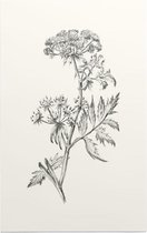 Sium Suave zwart-wit Schets (Water Parsnip) - Foto op Forex - 30 x 45 cm