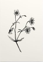 Grote Muur zwart-wit (Greater Stitchwort) - Foto op Posterpapier - 50 x 70 cm (B2)