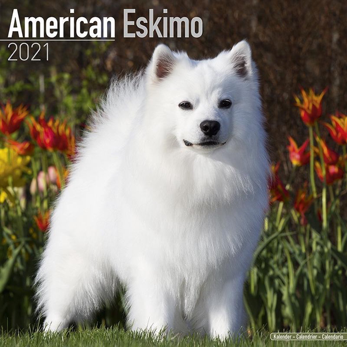 American Eskimo Kalender 2021
