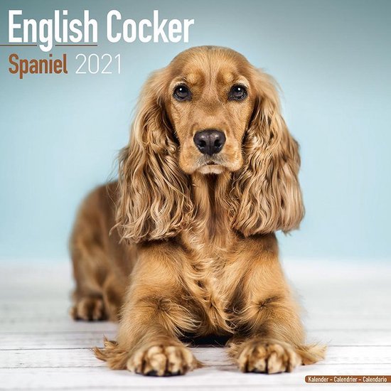 English Cocker Spaniels Kalender 2021 bol