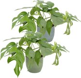 Duo Monstera minima