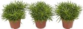 Senecio Himalaya