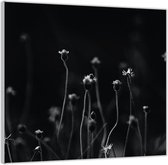 Acrylglas  –Bloeiende Madeliefjes Zwart - Wit-50x50 (Met ophang)