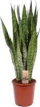 Sansevieria Zeylanica 80 cm