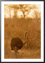 Poster Met Zwarte Lijst - Afrikaanse Struisvogel Poster