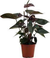 Kamerplant van Botanicly – Flamingoplant – Hoogte: 35 cm – Anthurium Black love