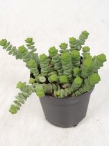 Kamerplanten van Botanicly – 4 × Jadeplant – Hoogte: 10 cm – Crassula Minor Canarias